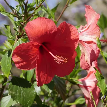 Cortijo El Abejaruco Vakantiehuis